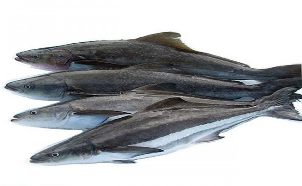 Cá bớp biển Đại Cát Tường Seafood chất lượng hàng đầu
