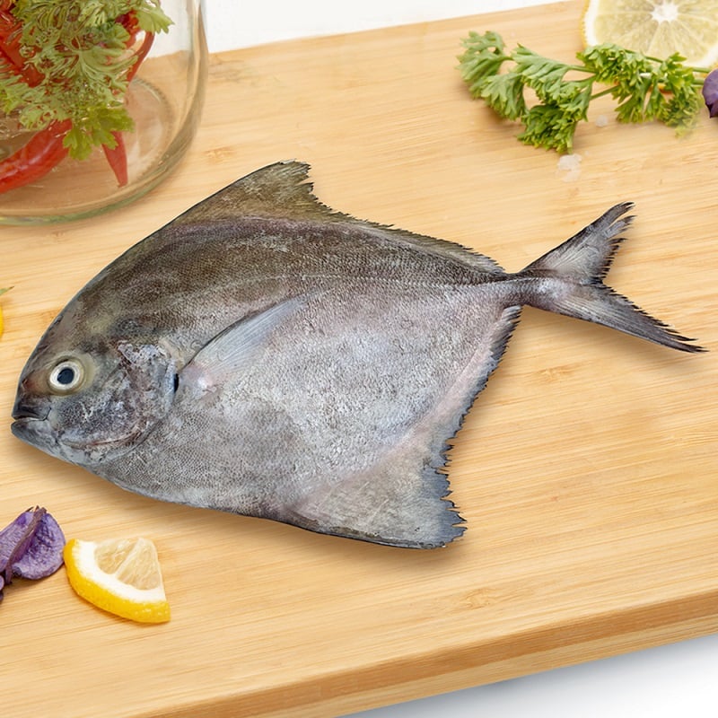 Cá chim biển – Sản phẩm chiến lược của Đại Cát Tường Seafood